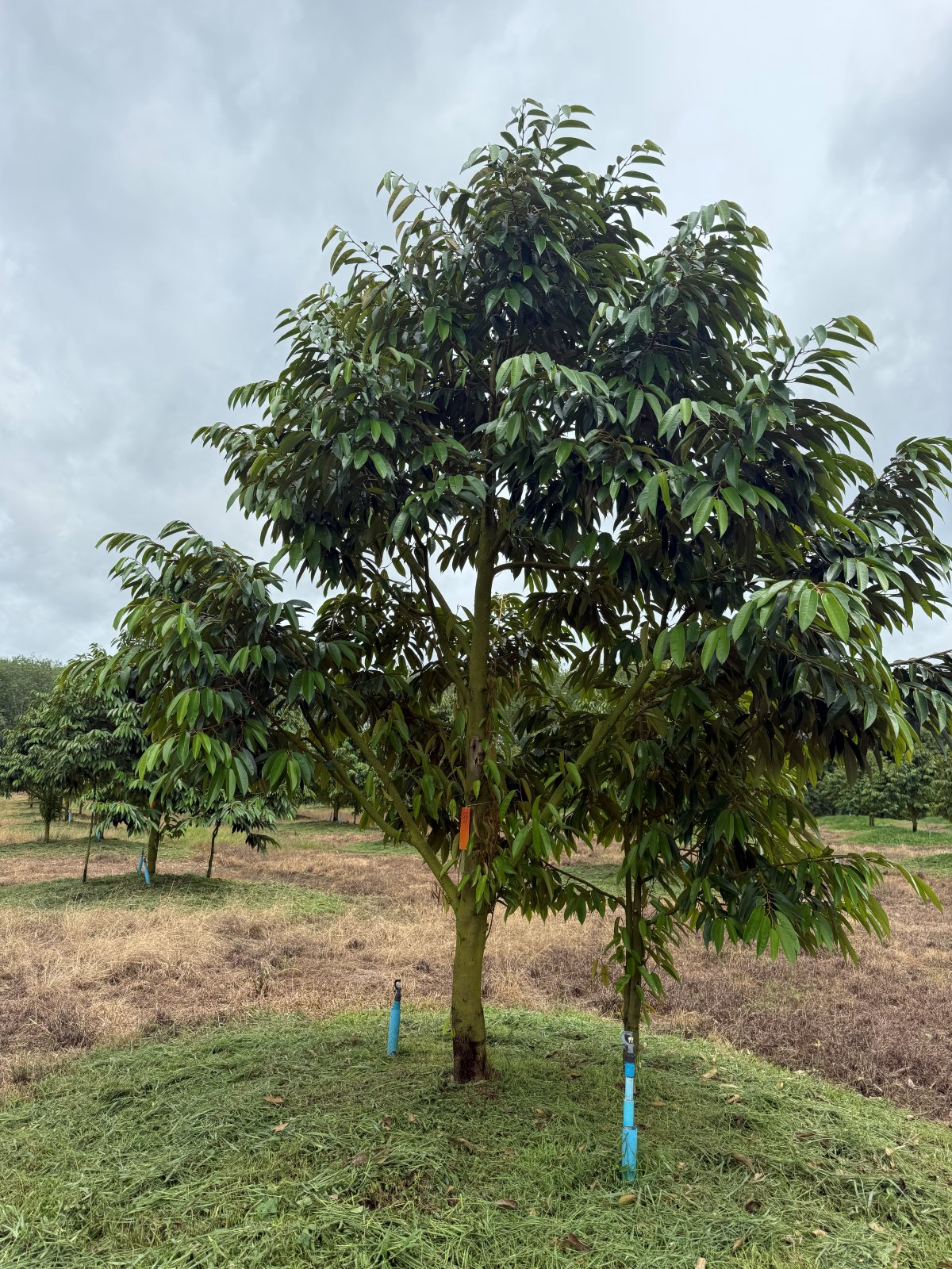ต้นทุเรียนหมายเลข 38 สวน Scenic Durian Land
