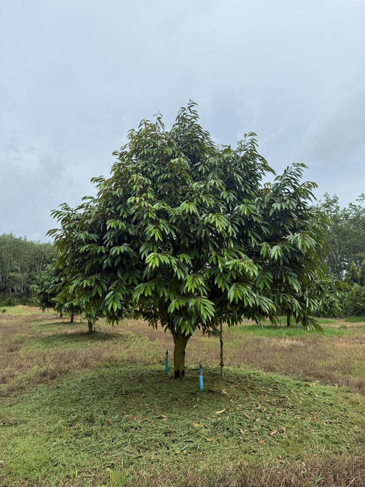 ต้นทุเรียนหมายเลข 50 สวน Scenic Durian Land