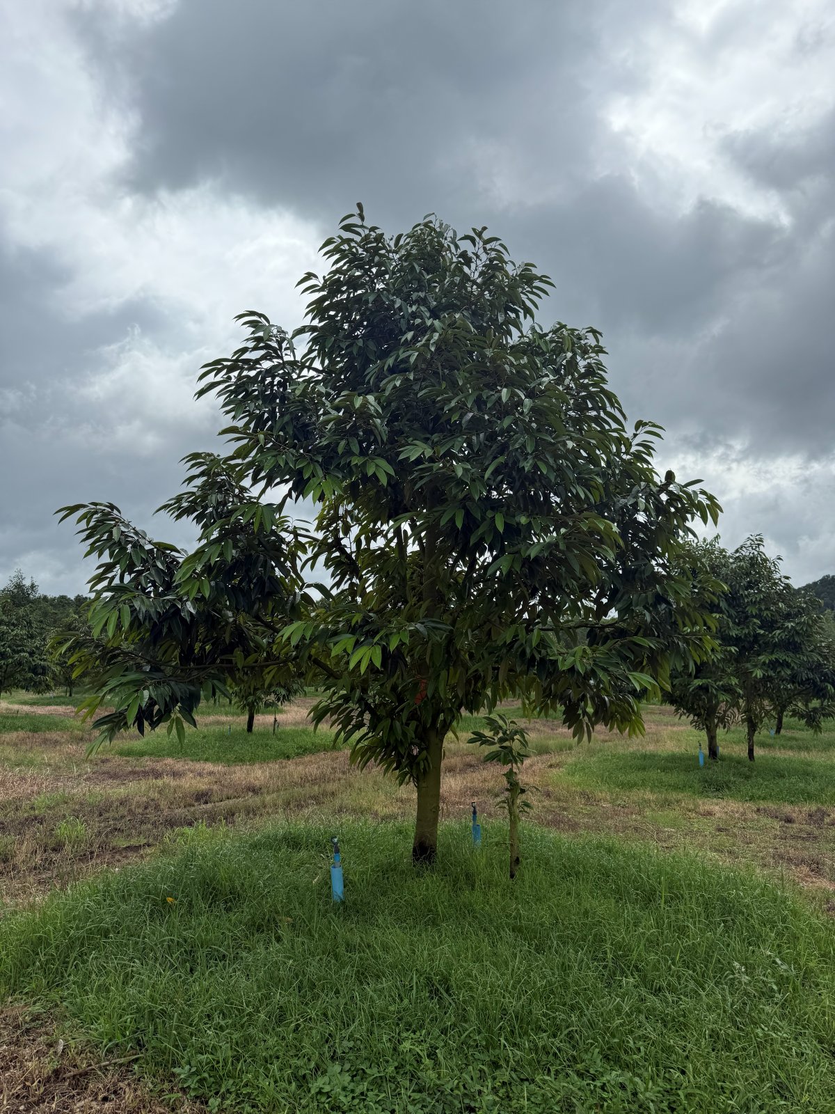 ต้นทุเรียนหมายเลข 57 สวน Scenic Durian Land