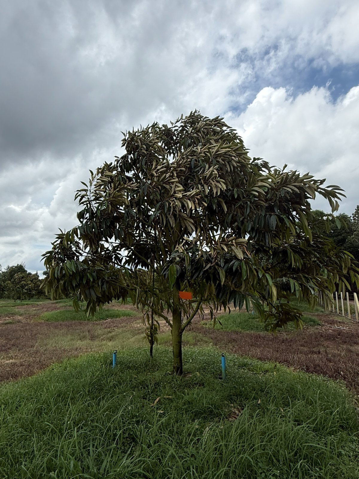 ต้นทุเรียนหมายเลข 68 สวน Scenic Durian Land