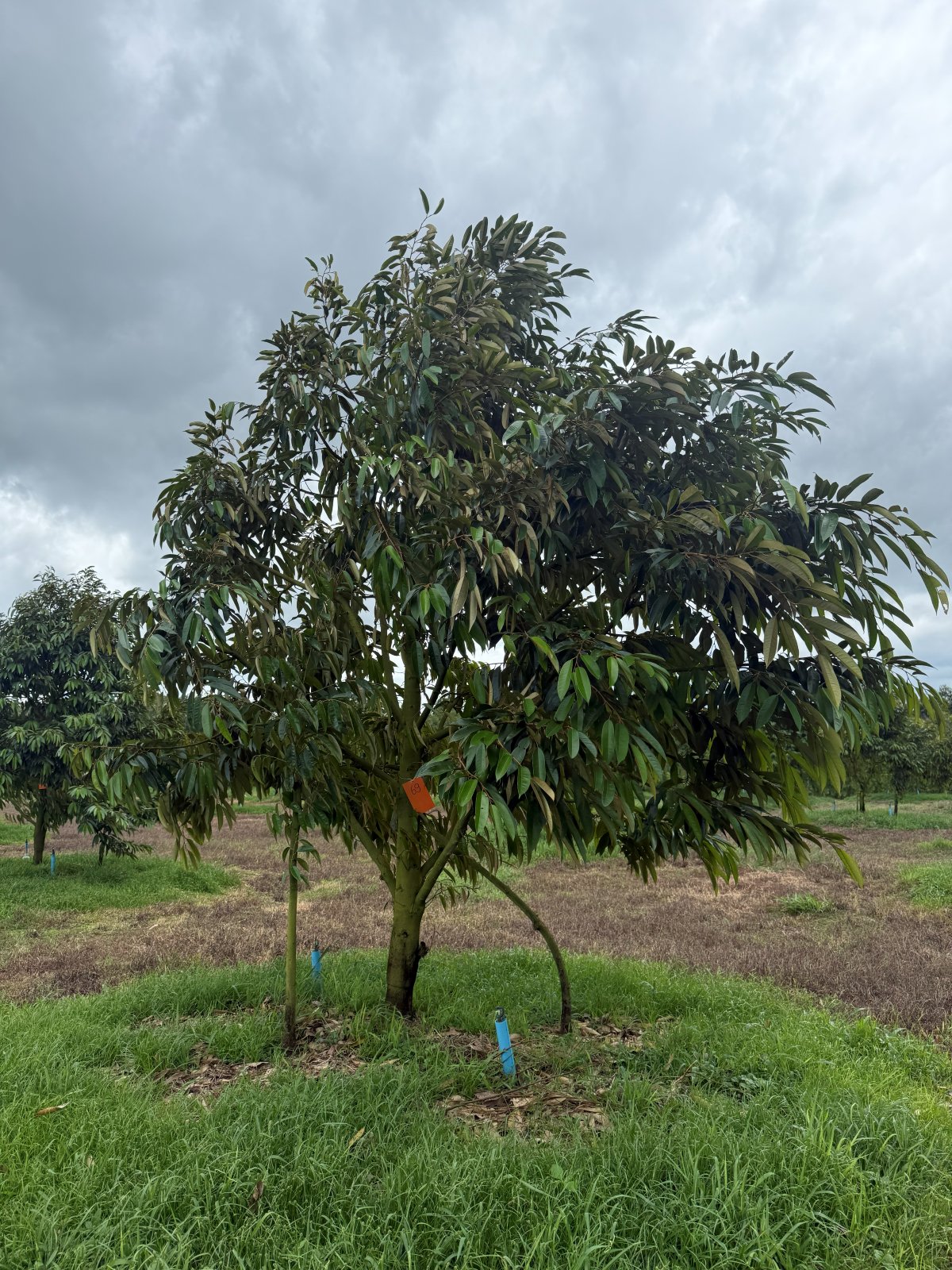 ต้นทุเรียนหมายเลข 69 สวน Scenic Durian Land
