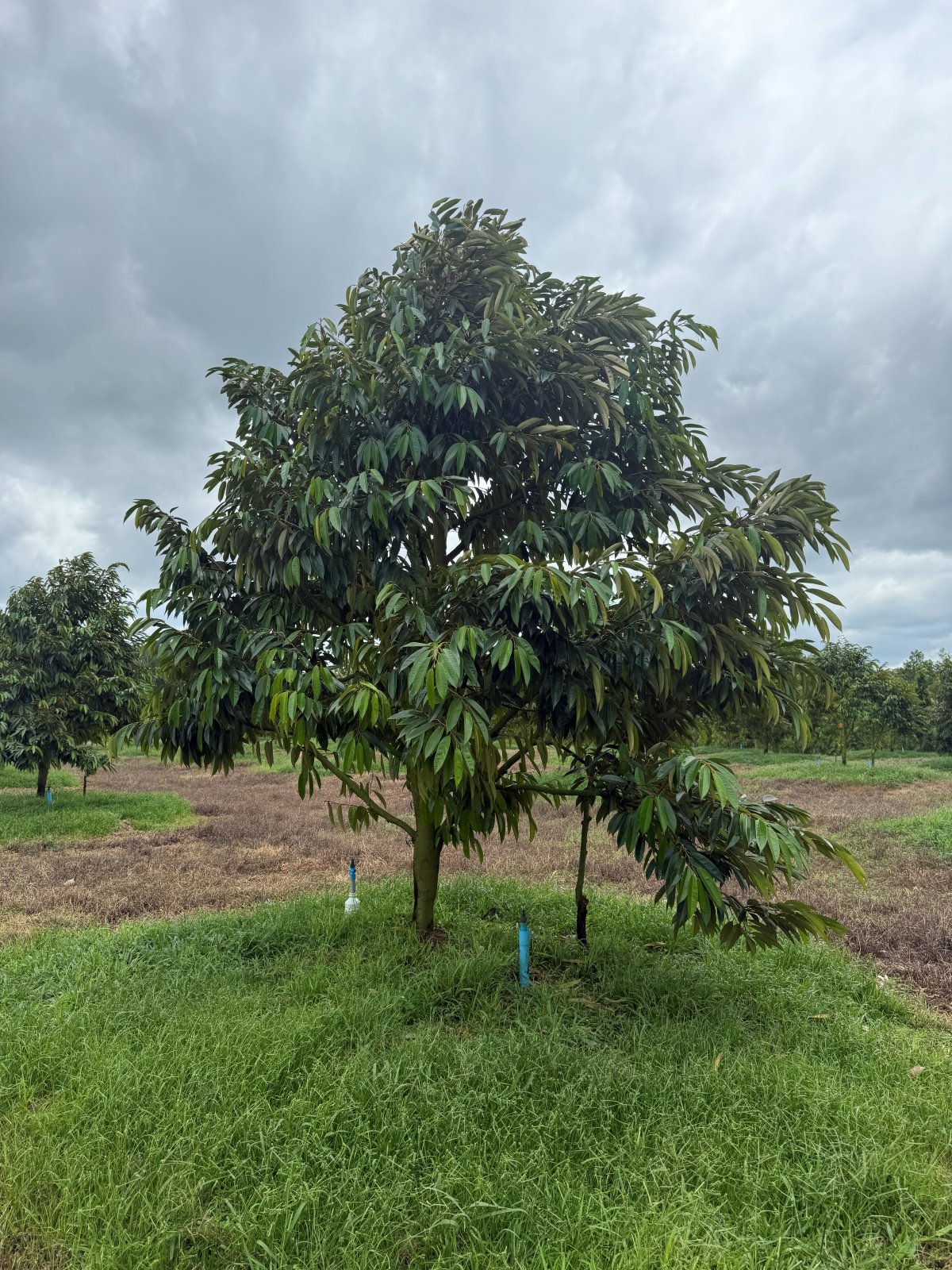 ต้นทุเรียนหมายเลข 70 สวน Scenic Durian Land