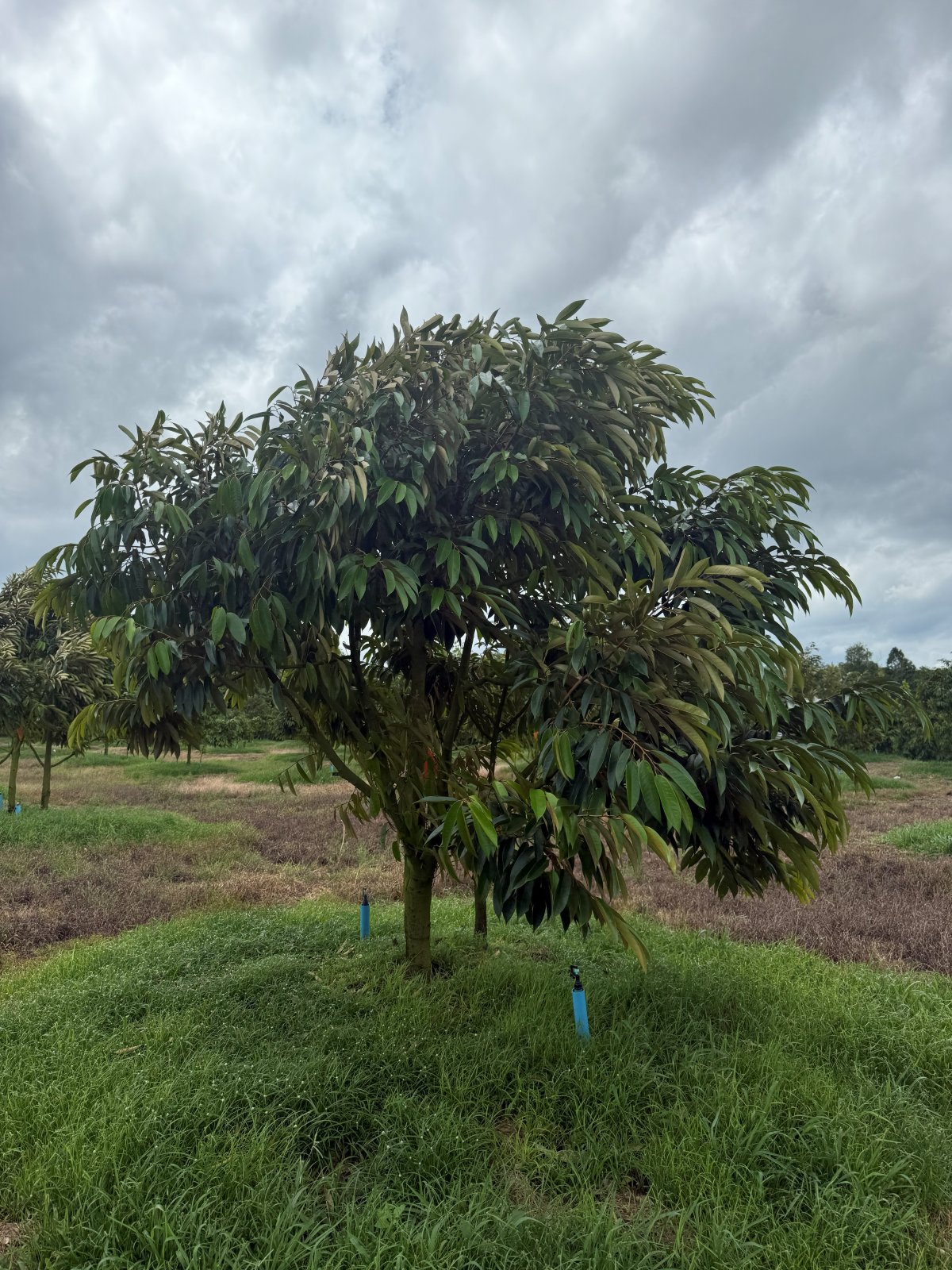 ต้นทุเรียนหมายเลข 74 สวน Scenic Durian Land