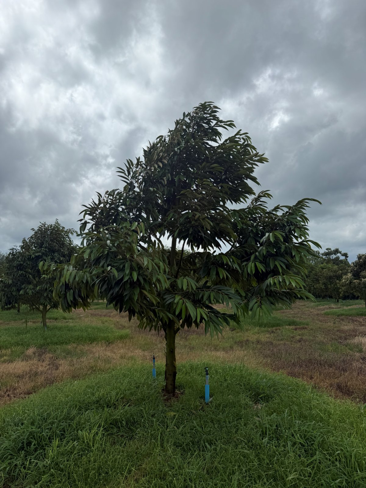 ต้นทุเรียนหมายเลข 76 สวน Scenic Durian Land