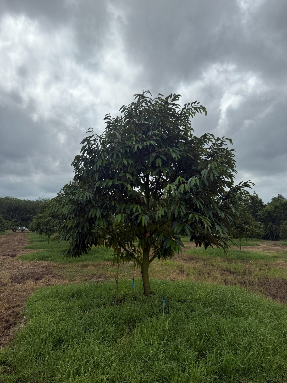 ต้นทุเรียนหมายเลข 77 สวน Scenic Durian Land