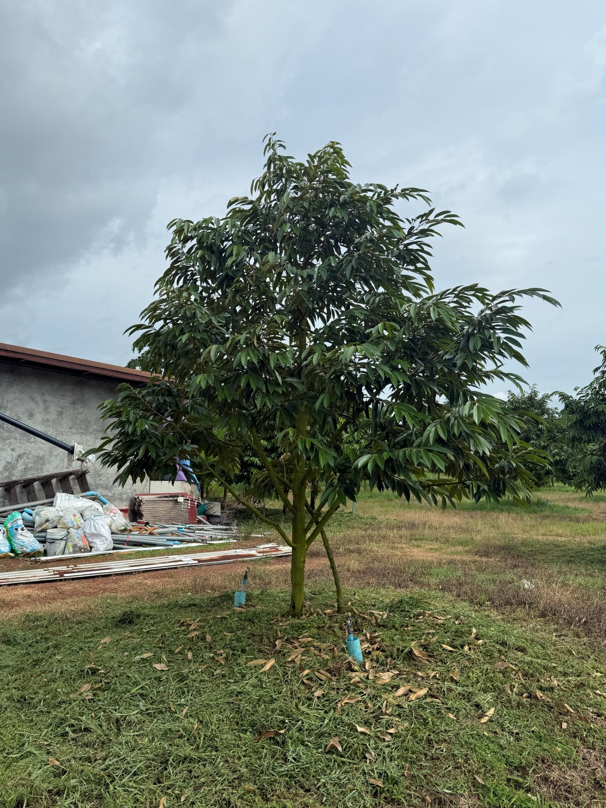 ต้นทุเรียนหมายเลข 9 สวน Scenic Durian Land
