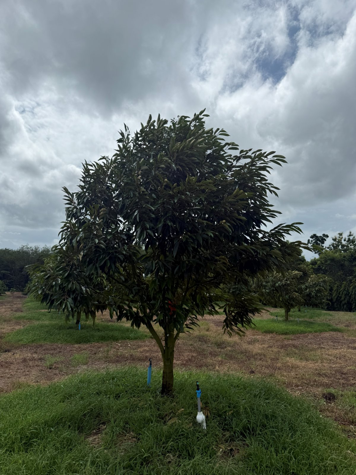 ต้นทุเรียนหมายเลข 98 สวน Scenic Durian Land