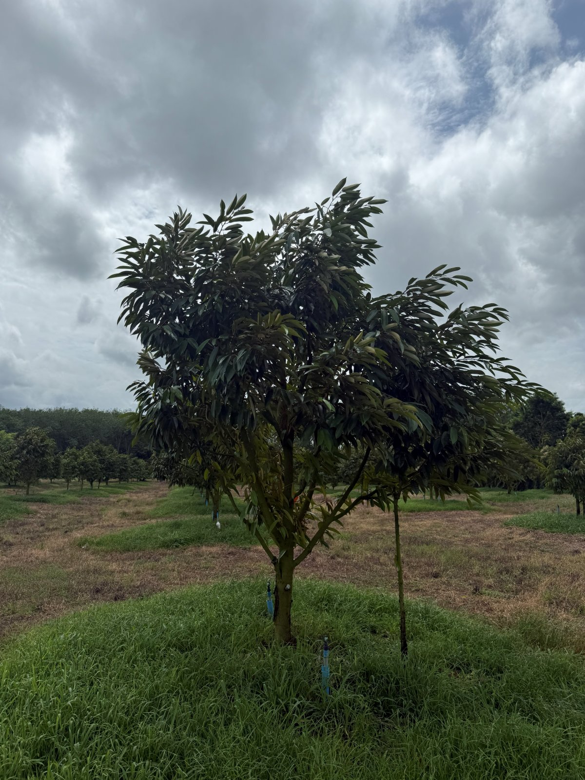 ต้นทุเรียนหมายเลข 99 สวน Scenic Durian Land